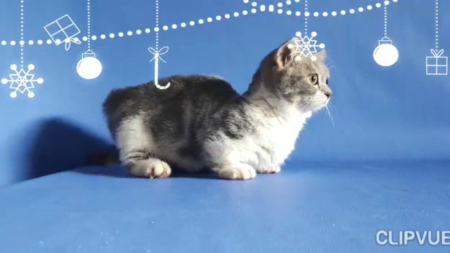 Munchkin : Kucing Gaelic Super Short...!!! смотреть онлайн