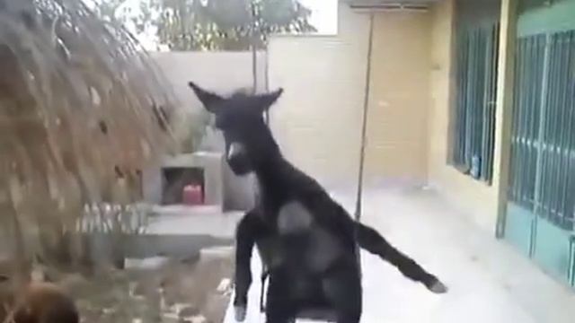 Кавказский осел поет смотреть онлайн