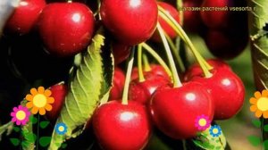 Черешня гибридная Мичуринская поздняя. Краткий обзор, описание prunus avium Michurinskaia pozdniaia