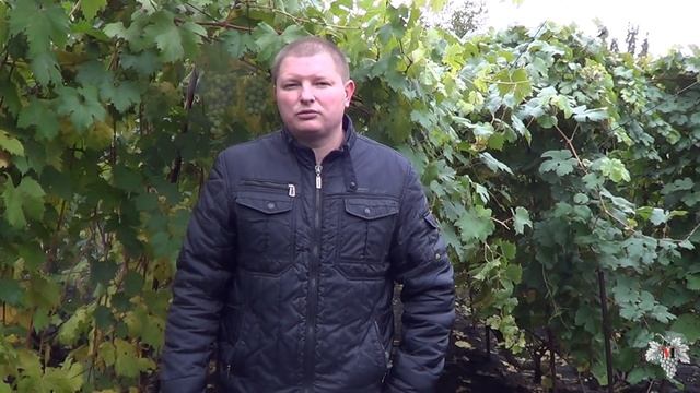 Сроки обрезки виноградных кустов. Виноград 2016. смотреть онлайн