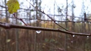 Чайковский | Музыка из Сказки Островкого "Снегурочка"