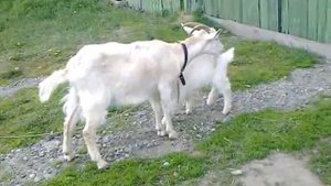 Коза бадается с землей