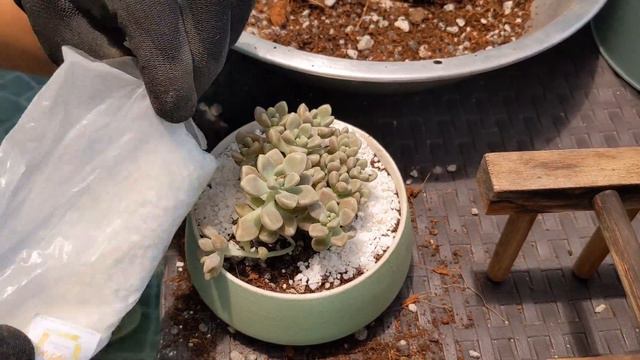 How to repot a succulents l Tips on how to take care your succulents смотреть онлайн