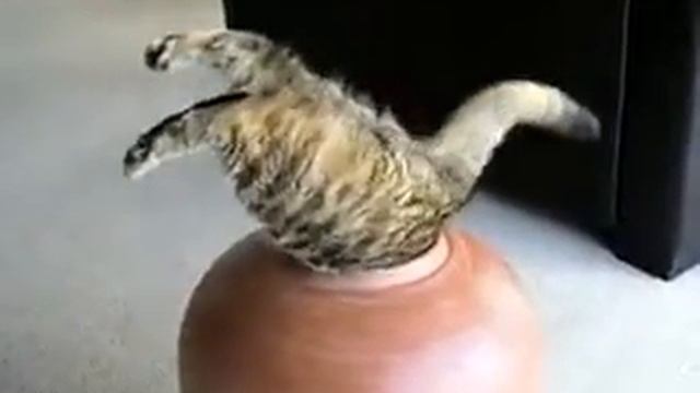 Кот застрял Cat stuck смотреть онлайн