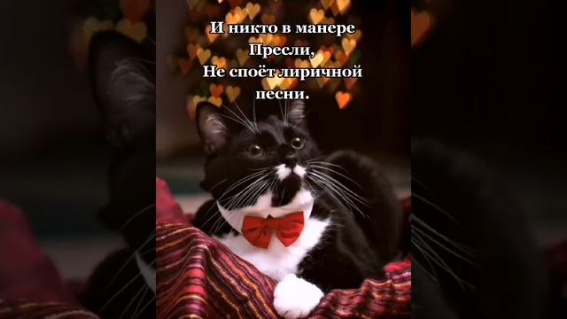 СтихиПроКошек #кошки❤️? #catsvideo #cats #catslove❤️ #Стихи