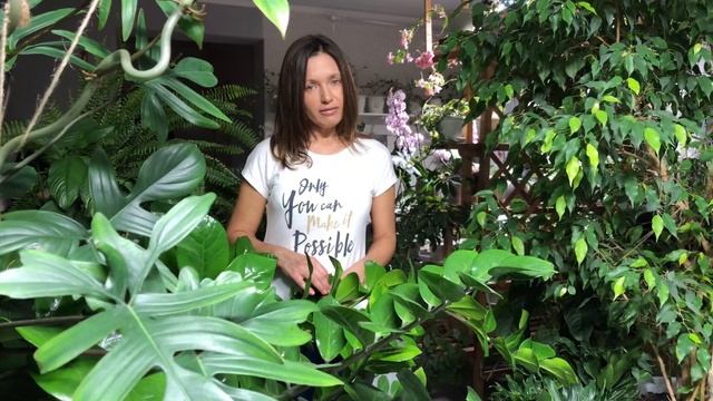 ЗАМИОКУЛЬКАС ОБЗОР И УХОД смотреть онлайн