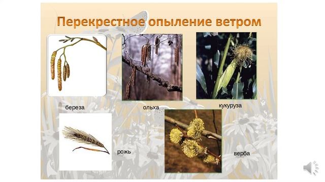 Какие растения опыляются с помощью ветра. Какие растения опыляются с помощью ветра