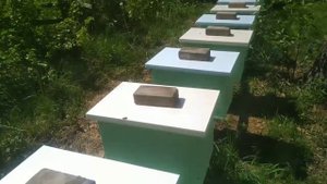 Шестирамочники из ппс. Отводки на 1 рамку расплода.