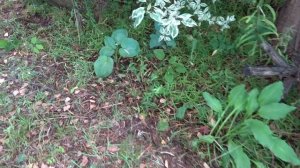 Можно ли вырастить хосты из семян? Мой опыт