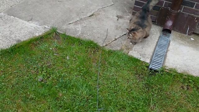 Ульси играет с лисьим хвостом 5 мая 2021 смотреть онлайн