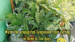 Reasons Why Syngonium Podophyllum are Considered ”Hard to Kill Plants”