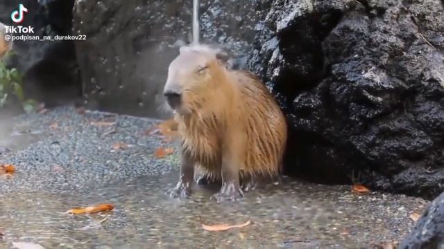 Капибары купаются #мем #капибары #капибарытоп смотреть онлайн