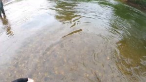 Блесна с октопусом в деле .