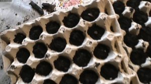 Посадка кедра, из ореха.