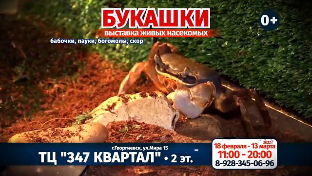 Впервые в городе Букашки смотреть онлайн