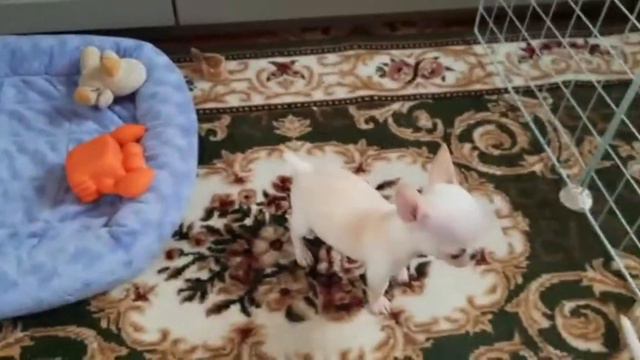 щенки чихуахуа питомника ЦВЕТОК Эльфов смотреть онлайн