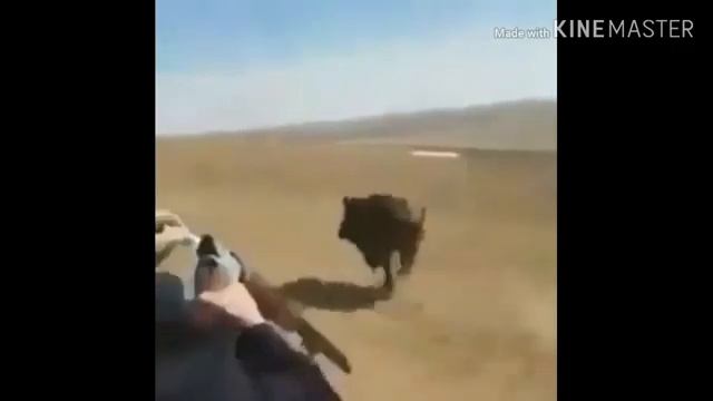 Охота Стая Кабанов с оружием смотреть онлайн