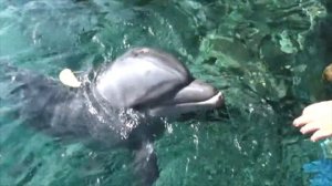 Дельфины Красного Моря в ..Красном Море!