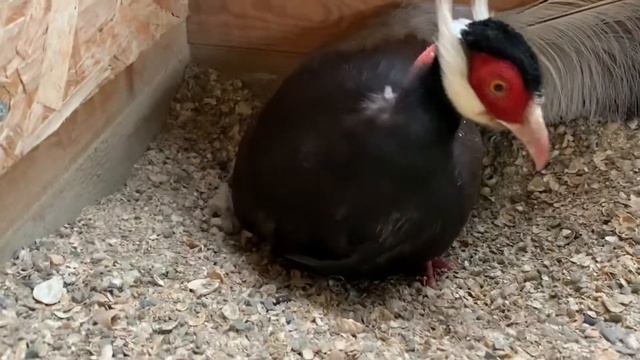 Коричневый ушастый фазан смотреть онлайн