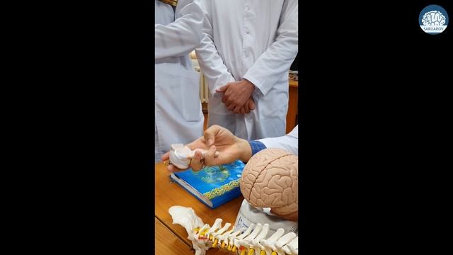 Эмбриональное развитие головного и спинного мозга. Анатомические особенности
