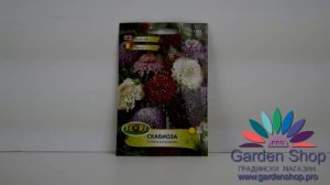 Скабиоза многолетняя однолетняя выращивание