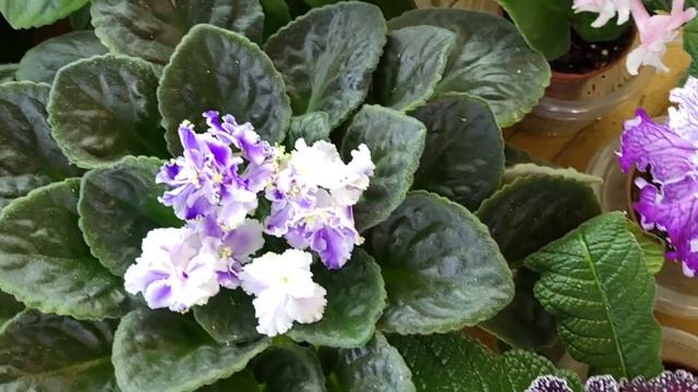 Фіалочкі готуються до виставки|Виставка тропічних рослин 1-2 липня 2023 в Київському Будинку Природ