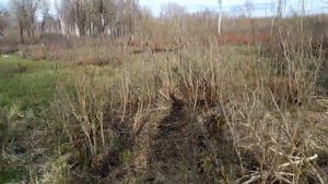 И снова за рогами лося.Удачные находки