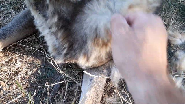 Расчёсываю Волчка! История про его ВЕКО! смотреть онлайн