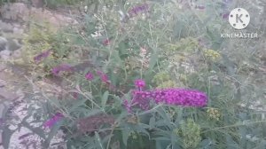 Я снова снимаю блоги о своем парке.  Что изменилось за месяц отсутсвия на Рутубе?
