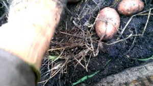 Картофель хозяюшка. 02.09.17