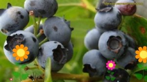 Голубика садовая Блюэтта. Краткий обзор, описание характеристик vaccinium corymbosum Bluetta
