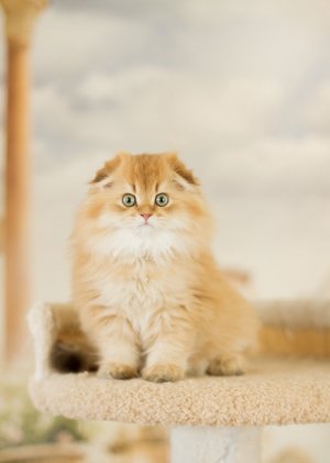 Кот Ричард с любимой игрушкой