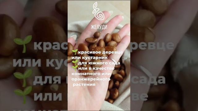 Мушмула японская - прекрасные цветы и вкусные плоды