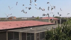 Спортивные Бельгийские голуби Кулиева Ильхама в Баку!