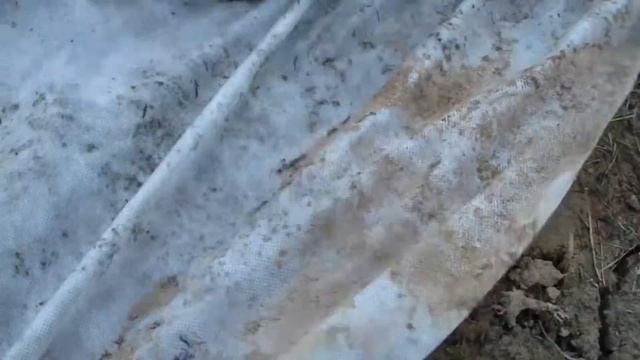 Кустовые хризантемы. Снятие укрытия. смотреть онлайн