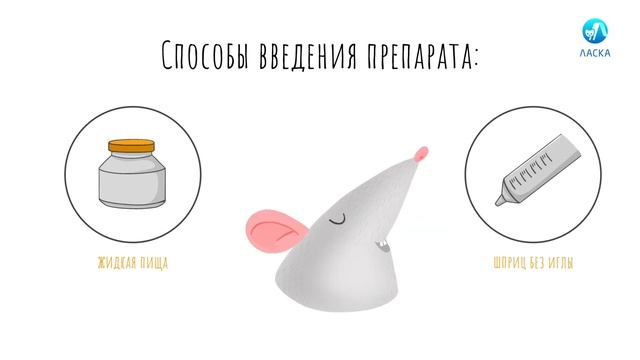 Как разделить таблетку/Как дать таблетку крысе