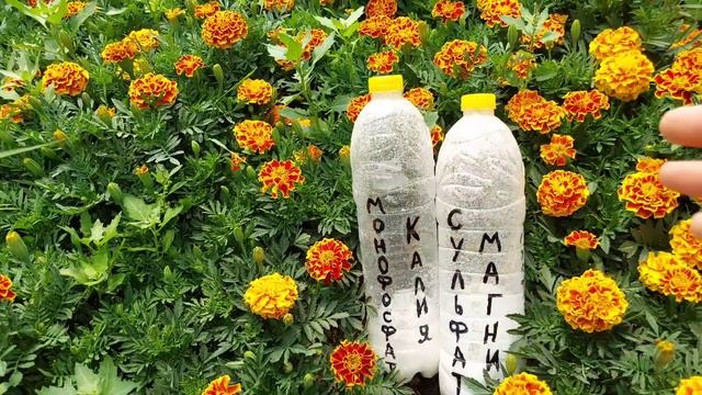 Как сделать цветы огромными. Огромные цветы у Петунии, Виолы, Тагетиса. МОНОФОСФАТ КАЛИЯ да или нет