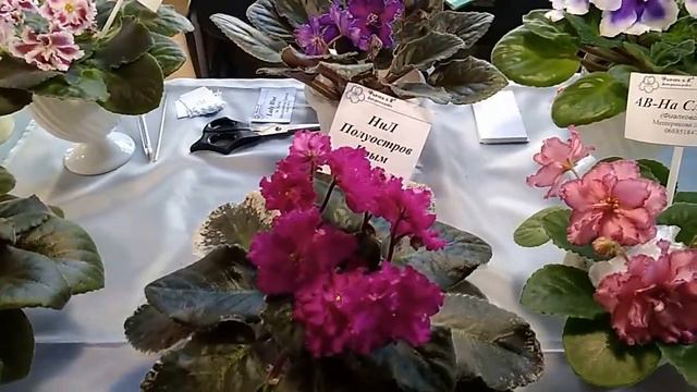 Выставка фиалок в г. Днепропетровск 6-10 ноября 2018г. смотреть онлайн