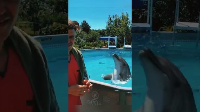 Дельфин в бассейне смотреть онлайн