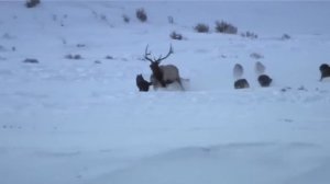 Настя Полева - Белые волки