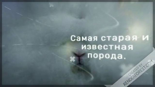 Ангорские кролики. смотреть онлайн