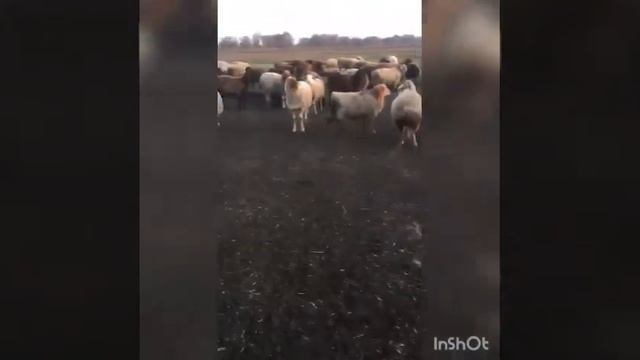 Овцы -ярочки 5-6 месячные !Гибриды Гиссар-эдельбай!! Поменьше среди них двойняшки!! смотреть онлайн