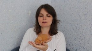 Бешенство у хомяка: бывает ли? Что делать, если укусил?!