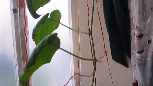 гидропоника на гравии смотреть онлайн