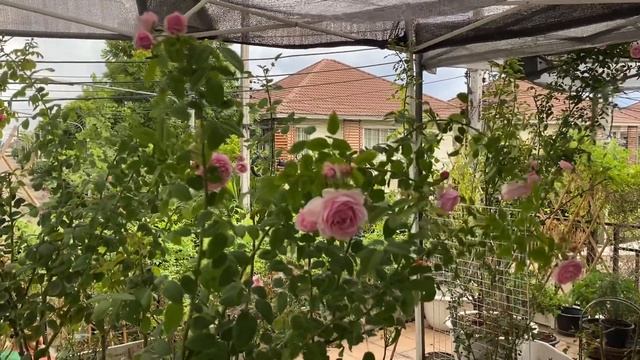 Spirit of Freedom Rose in Bangkok , Cloudy sky before the rain comes смотреть онлайн
