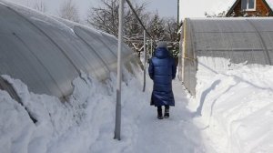 Новое о знакомом | Выпуск #7, Павловский лимон