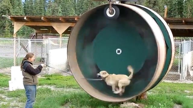 Беговая дорожка. смотреть онлайн