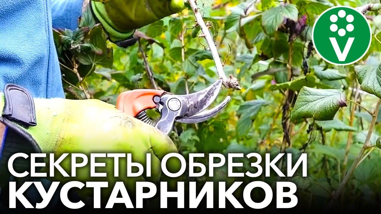 ПРАВИЛЬНАЯ ОБРЕЗКА СМОРОДИНЫ И КРЫЖОВНИКА для повышения урожайности и размера ягод