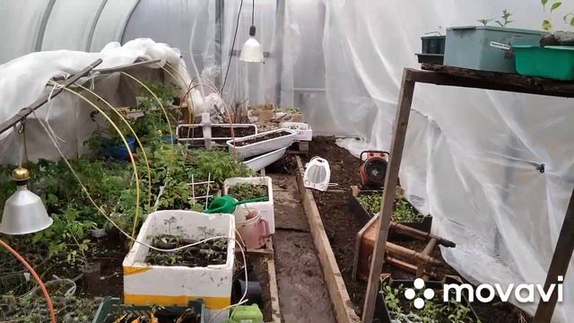 Рассада в экстремальных условиях...Что делать! смотреть онлайн