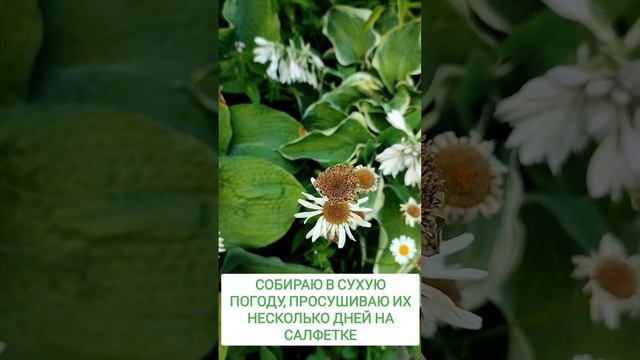 Как собрать семена ромашки? #огород #сад #дача #лайфхаки #ромашки #garden #лайфхак